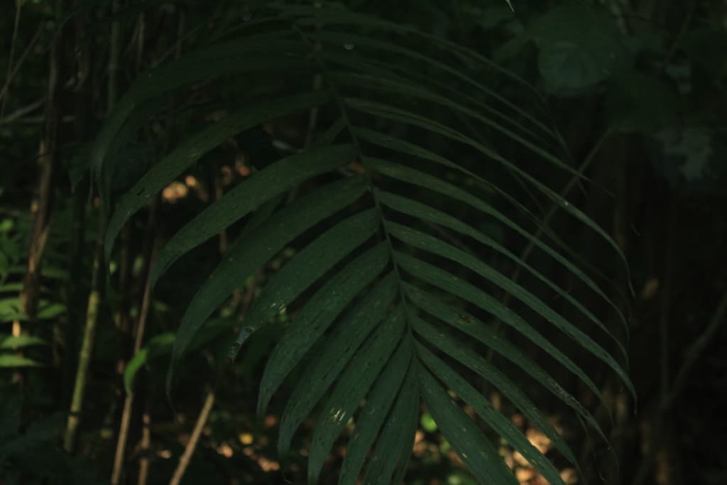 Botanical specimen of Chamaedorea Hooperiana.