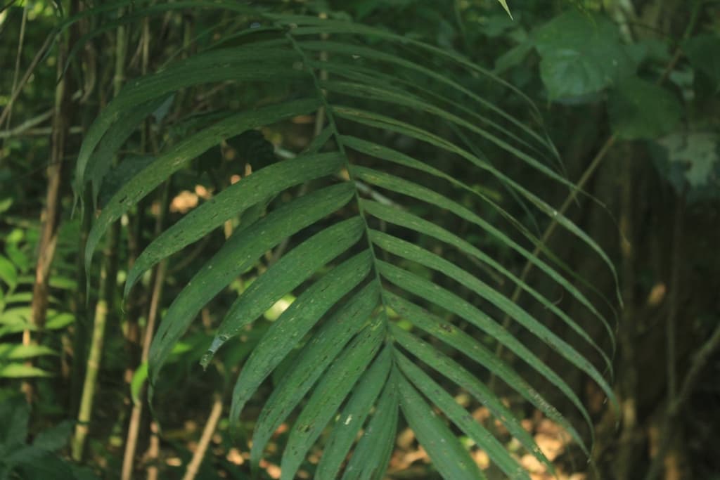Botanical specimen of Chamaedorea Hooperiana.