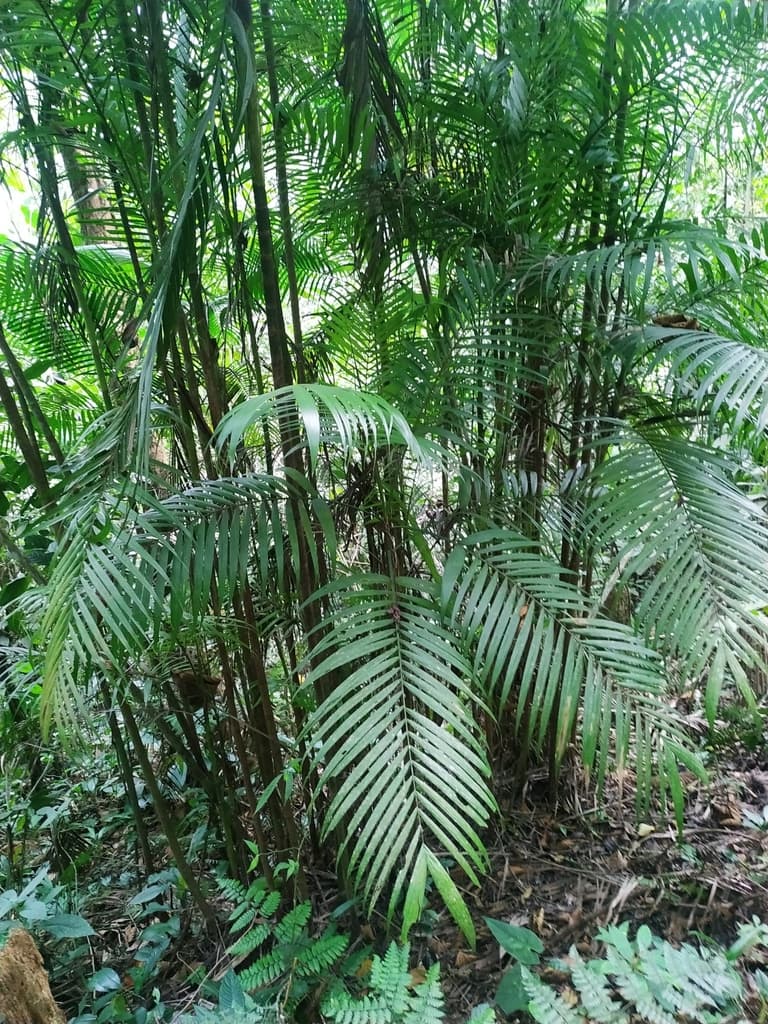 Botanical specimen of Chamaedorea Hooperiana.