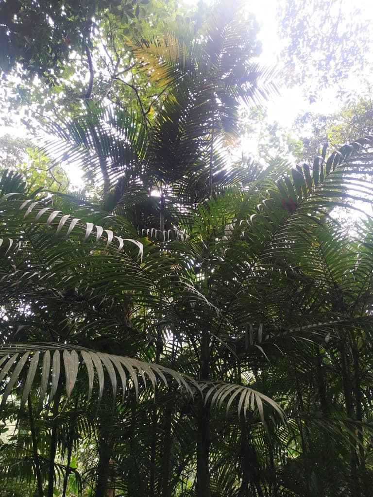 Botanical specimen of Chamaedorea Hooperiana.