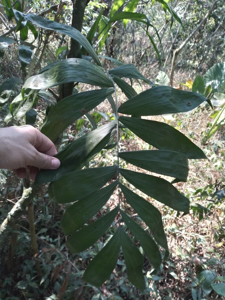 Botanical specimen of Chamaedorea Klotzschiana.