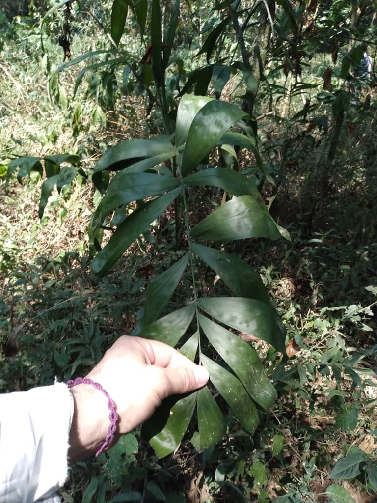 Botanical specimen of Chamaedorea Klotzschiana.