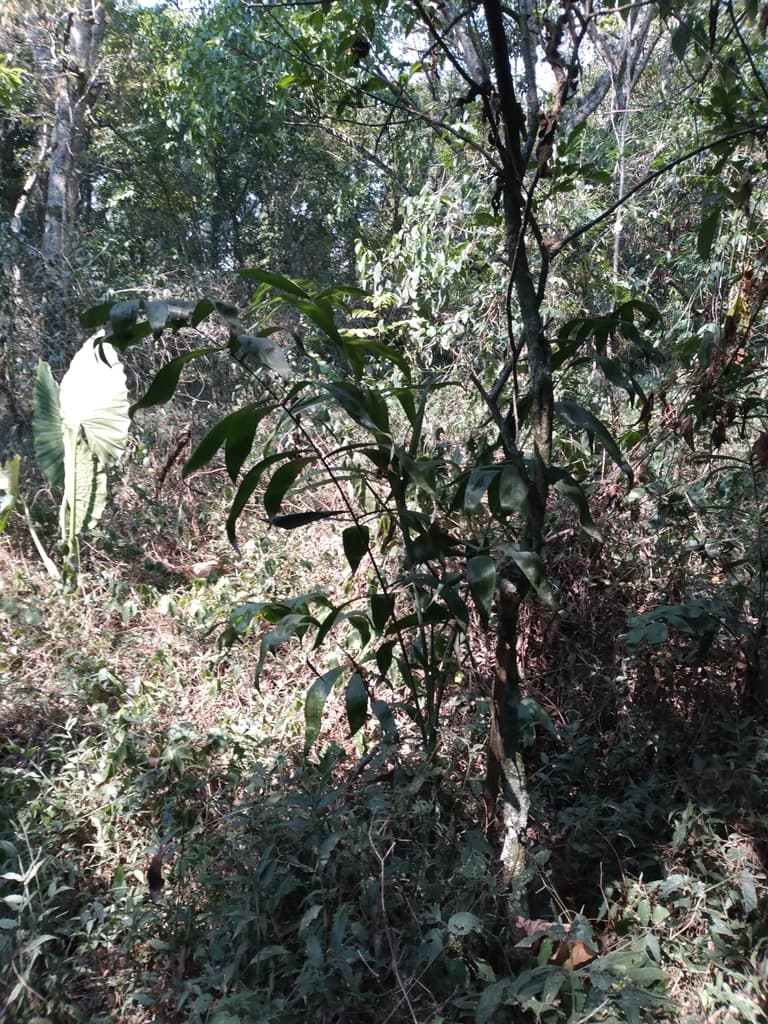 Botanical specimen of Chamaedorea Klotzschiana.