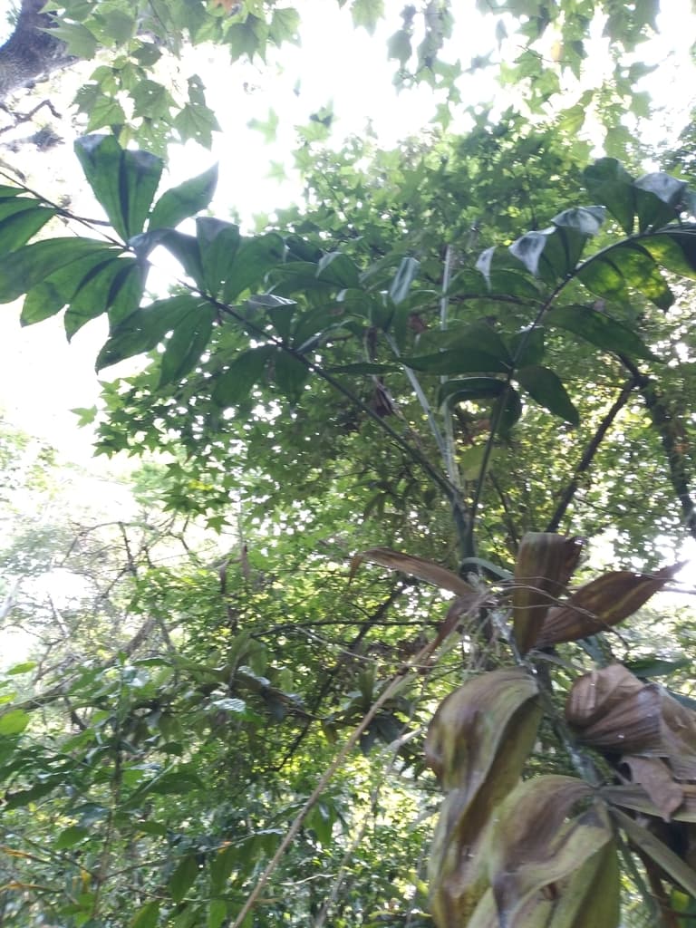 Botanical specimen of Chamaedorea Klotzschiana.