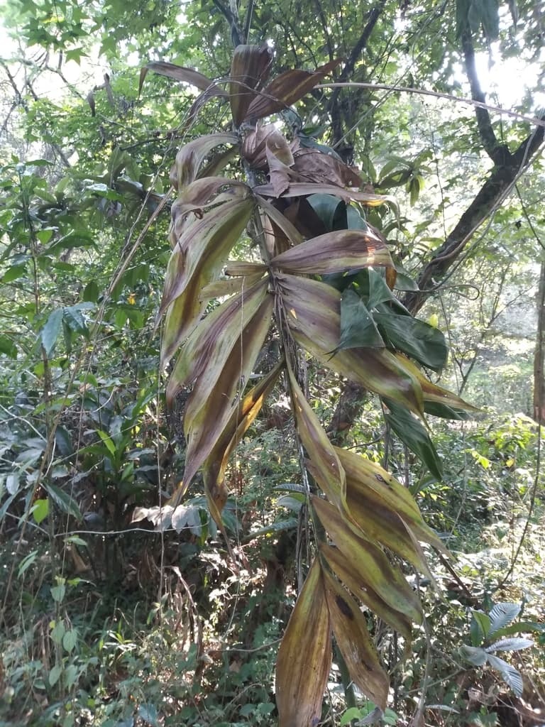 Botanical specimen of Chamaedorea Klotzschiana.