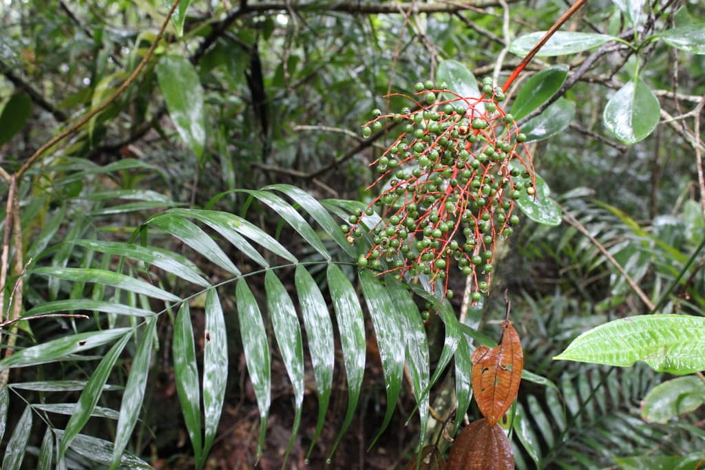 Botanical specimen of Chamaedorea Liebmannii.