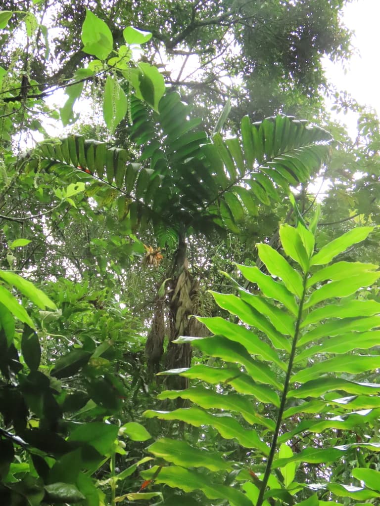 Botanical specimen of Chamaedorea Linearis.