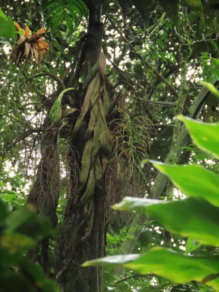 Botanical specimen of Chamaedorea Linearis.