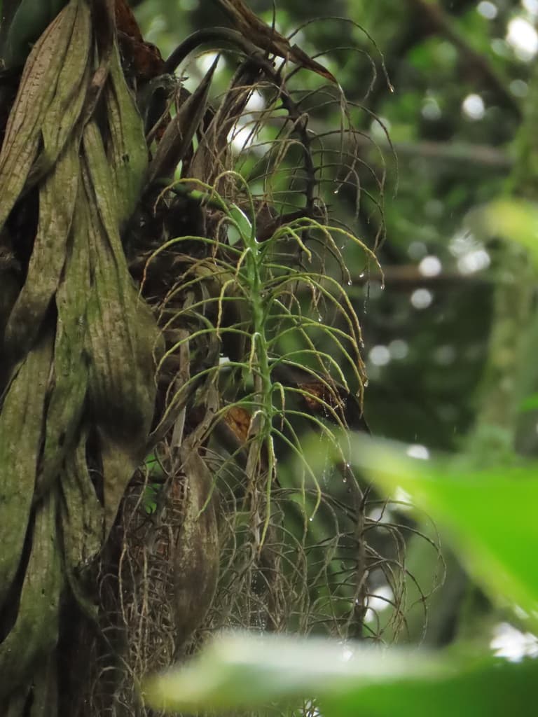 Botanical specimen of Chamaedorea Linearis.