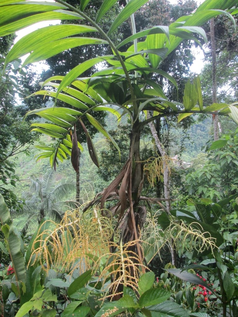 Botanical specimen of Chamaedorea Linearis.