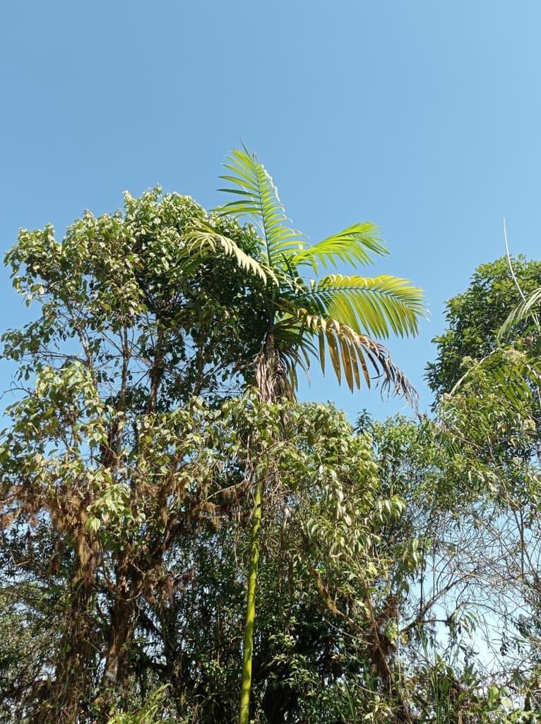Botanical specimen of Chamaedorea Linearis.