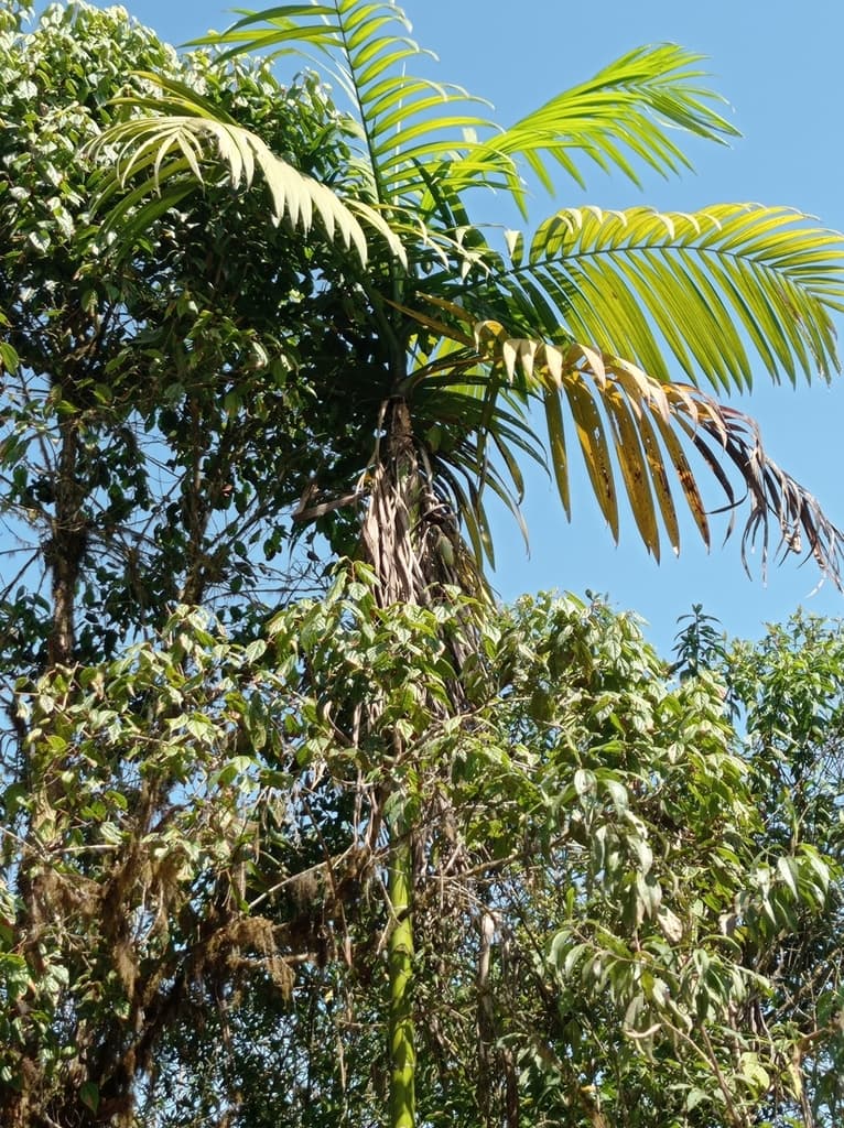 Botanical specimen of Chamaedorea Linearis.