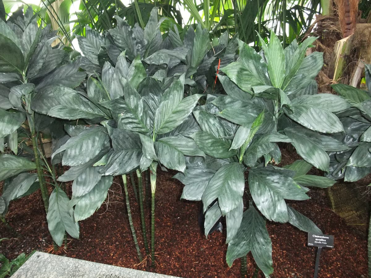 Botanical specimen of Chamaedorea Metallica.