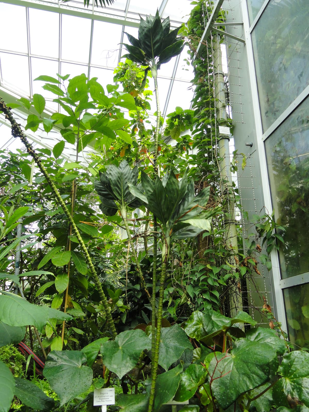 Botanical specimen of Chamaedorea Metallica.