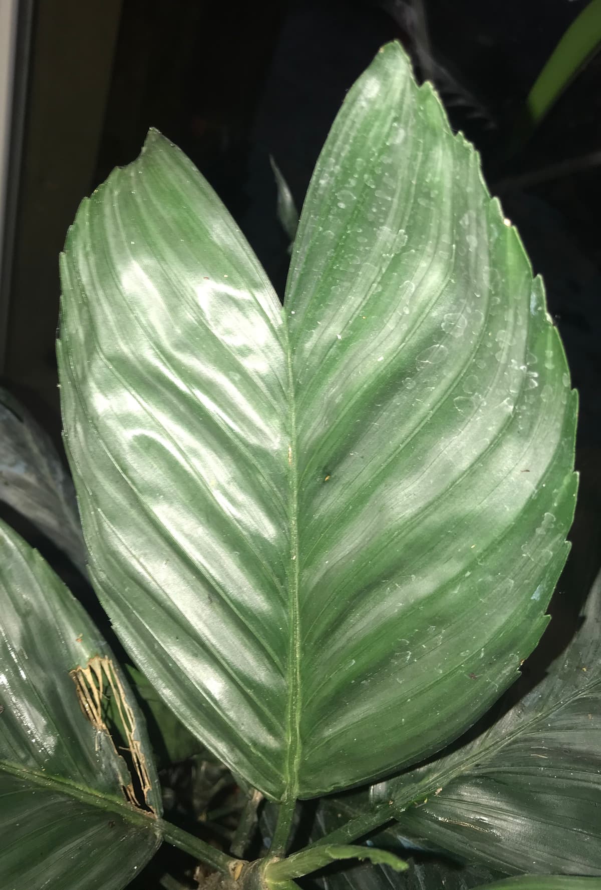 Botanical specimen of Chamaedorea Metallica.