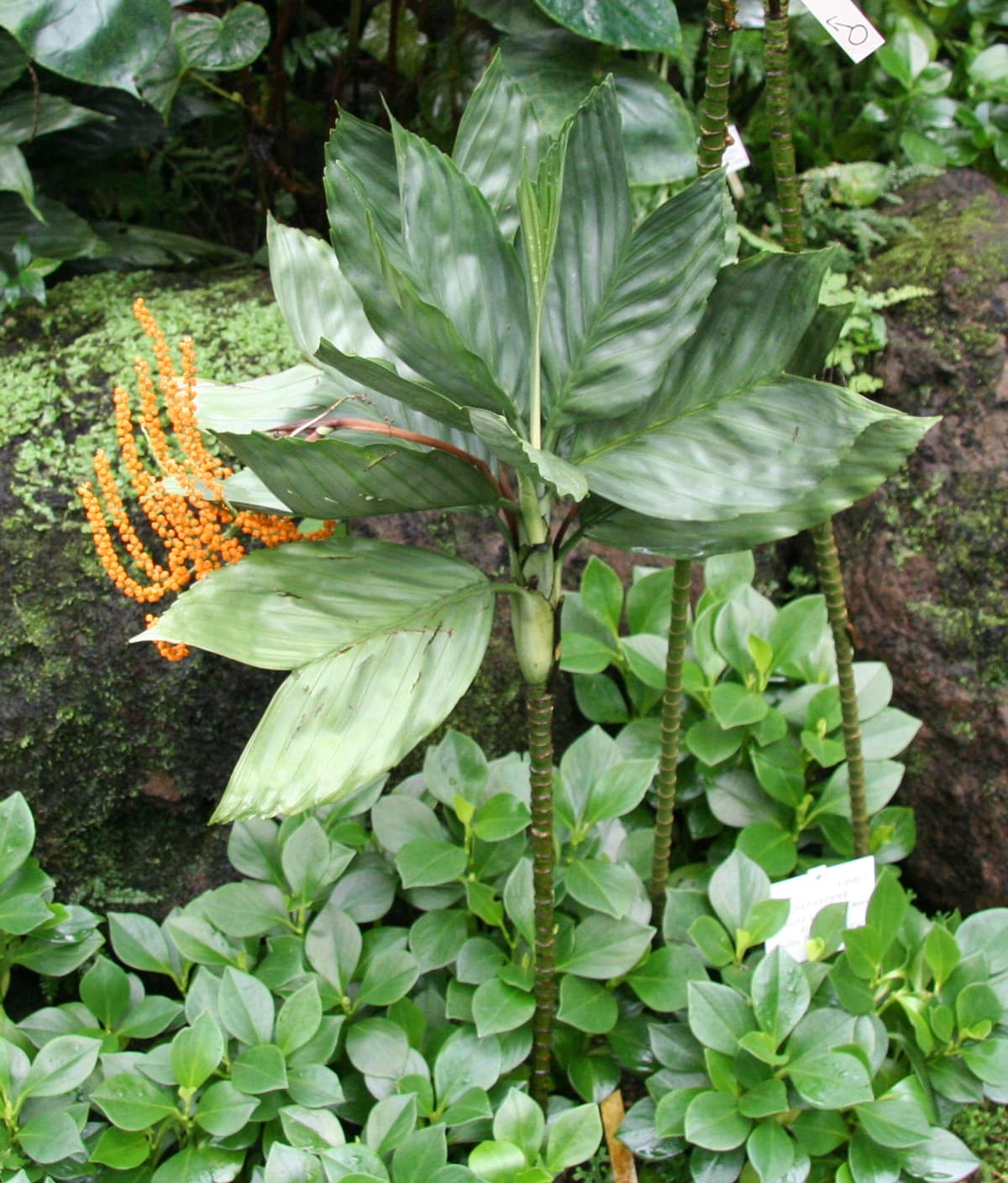 Botanical specimen of Chamaedorea Metallica.