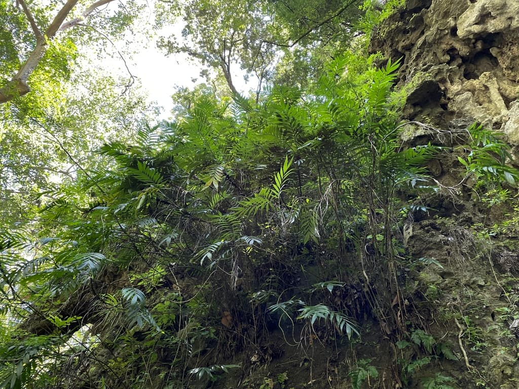 Botanical specimen of Chamaedorea Microspadix.