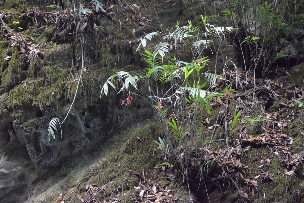Botanical specimen of Chamaedorea Microspadix.