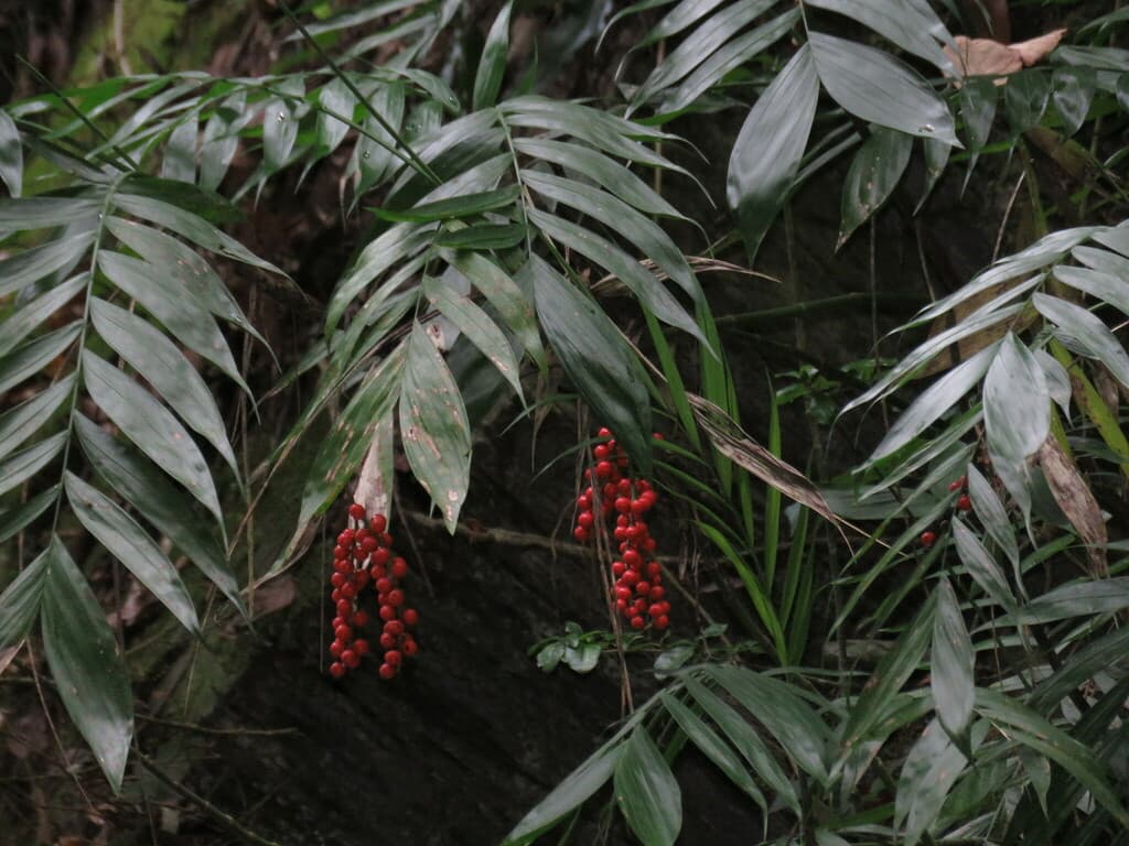 Botanical specimen of Chamaedorea Microspadix.