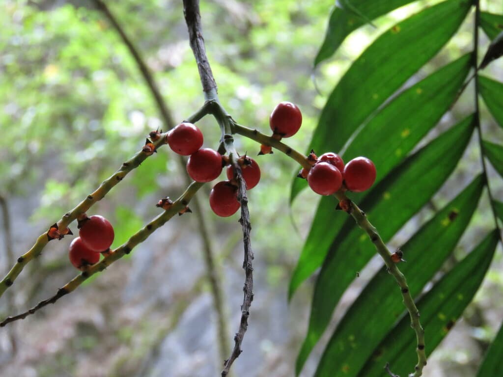 Botanical specimen of Chamaedorea Microspadix.