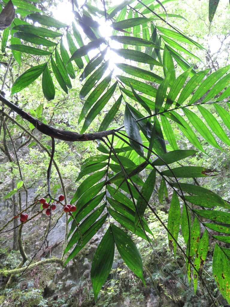 Botanical specimen of Chamaedorea Microspadix.