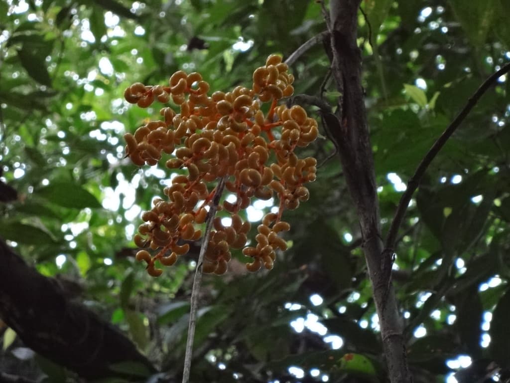 Botanical specimen of Chamaedorea Neurochlamys.