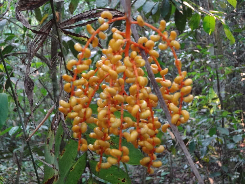 Botanical specimen of Chamaedorea Neurochlamys.