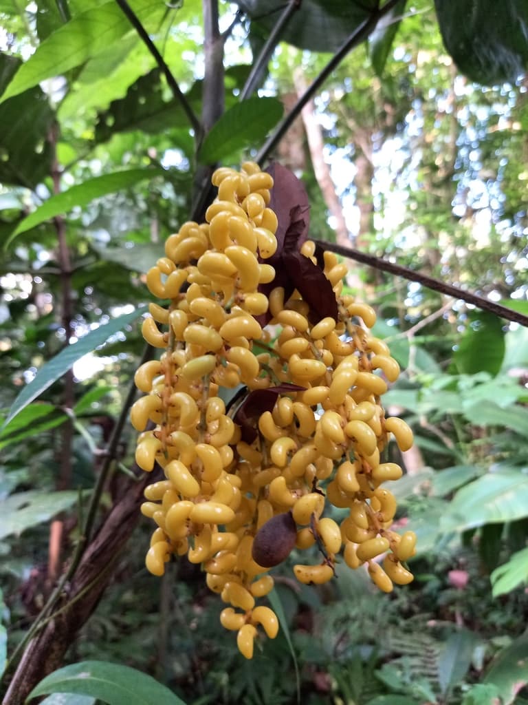 Botanical specimen of Chamaedorea Neurochlamys.