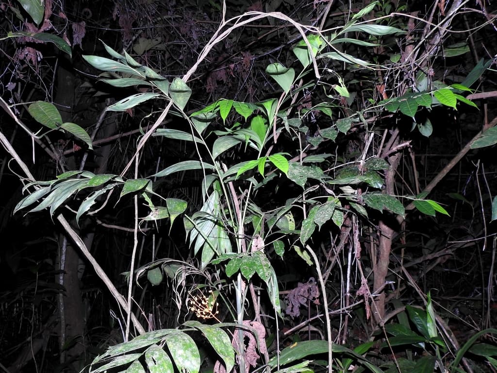 Botanical specimen of Chamaedorea Neurochlamys.