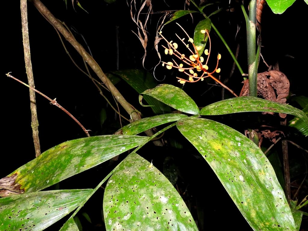 Botanical specimen of Chamaedorea Neurochlamys.