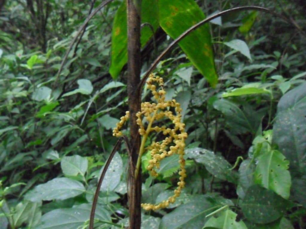 Botanical specimen of Chamaedorea Nubium.