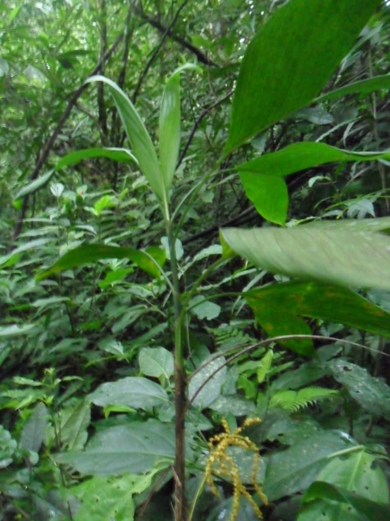 Botanical specimen of Chamaedorea Nubium.