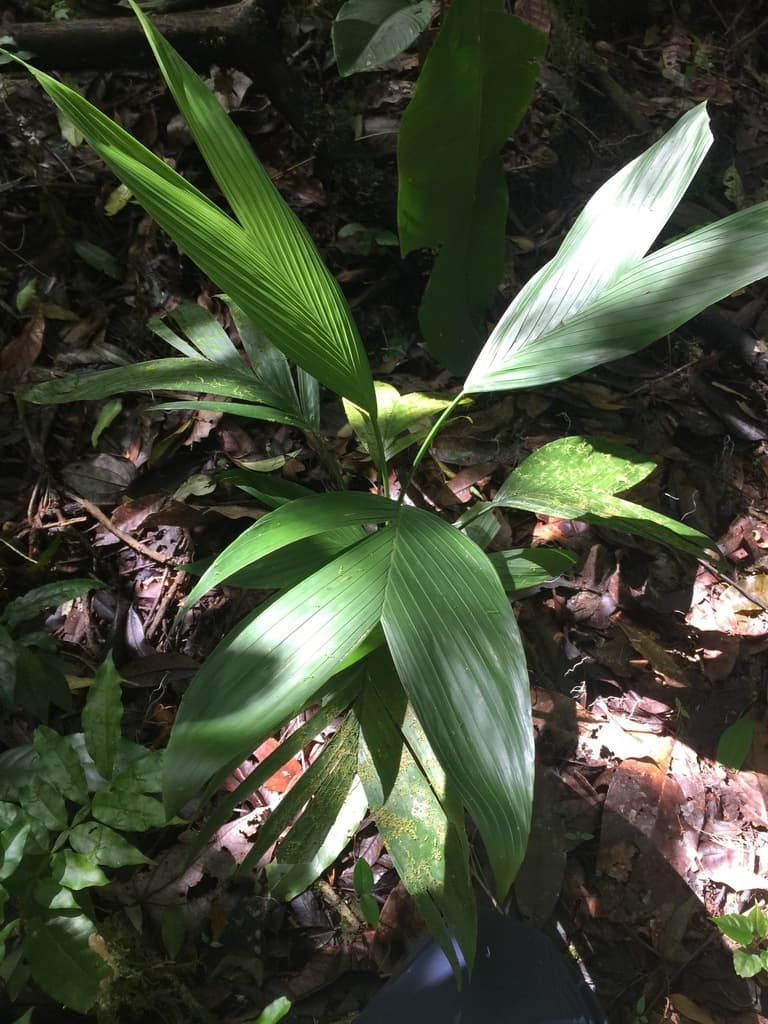 Botanical specimen of Chamaedorea Nubium.