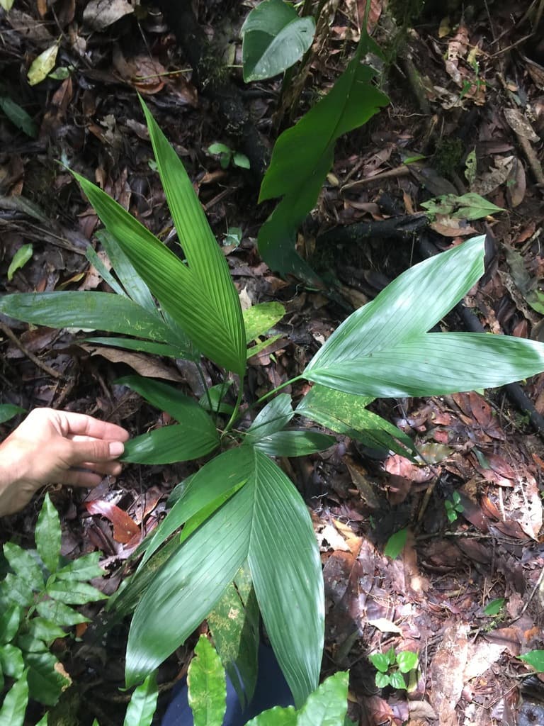 Botanical specimen of Chamaedorea Nubium.
