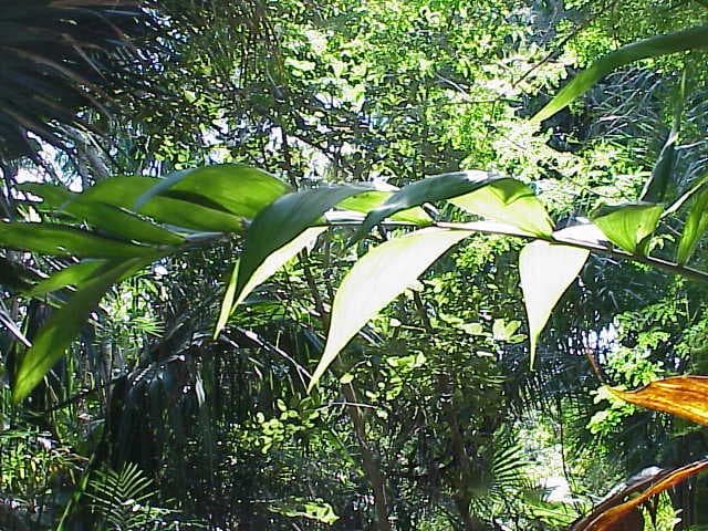 Botanical specimen of Chamaedorea Oblongata.
