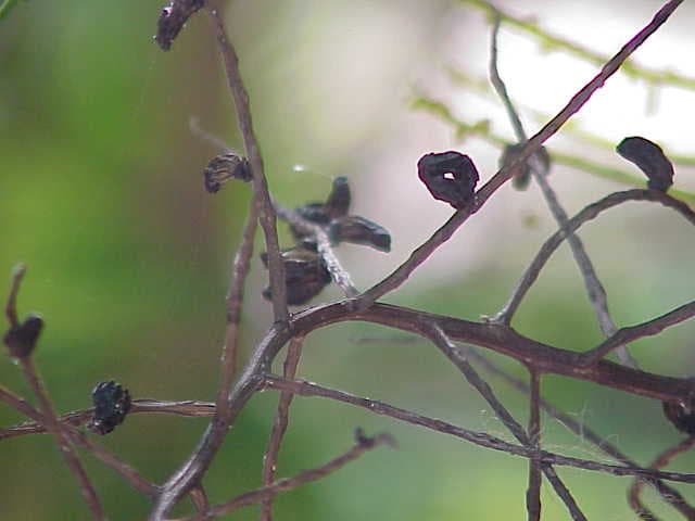 Botanical specimen of Chamaedorea Oblongata.