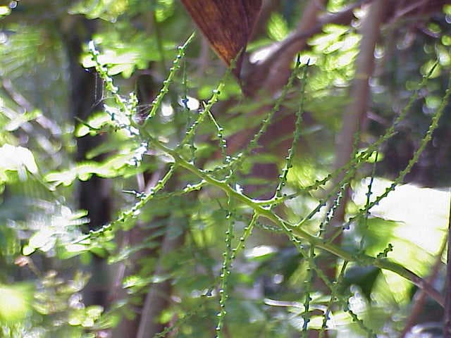 Botanical specimen of Chamaedorea Oblongata.