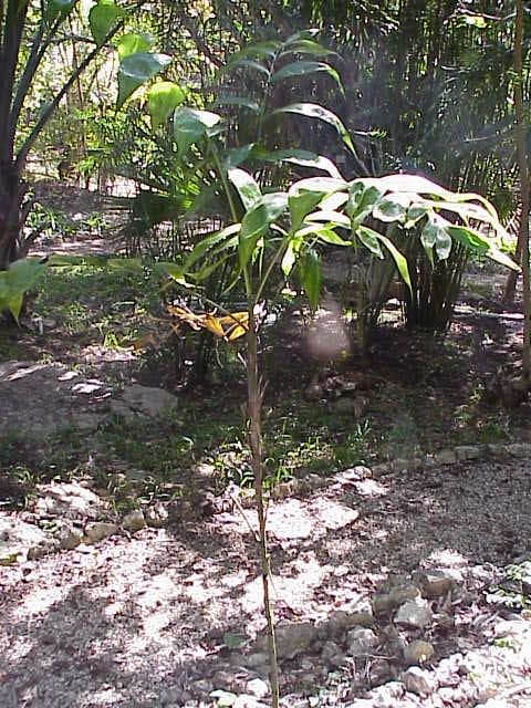 Botanical specimen of Chamaedorea Oblongata.