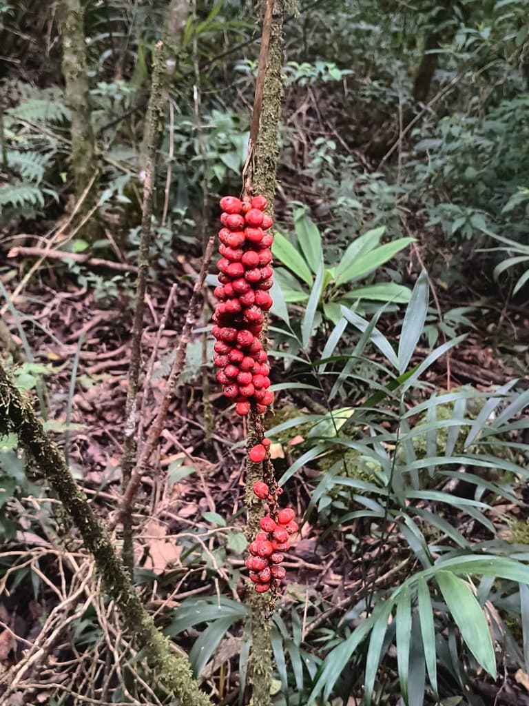 Botanical specimen of Chamaedorea Oreophila.