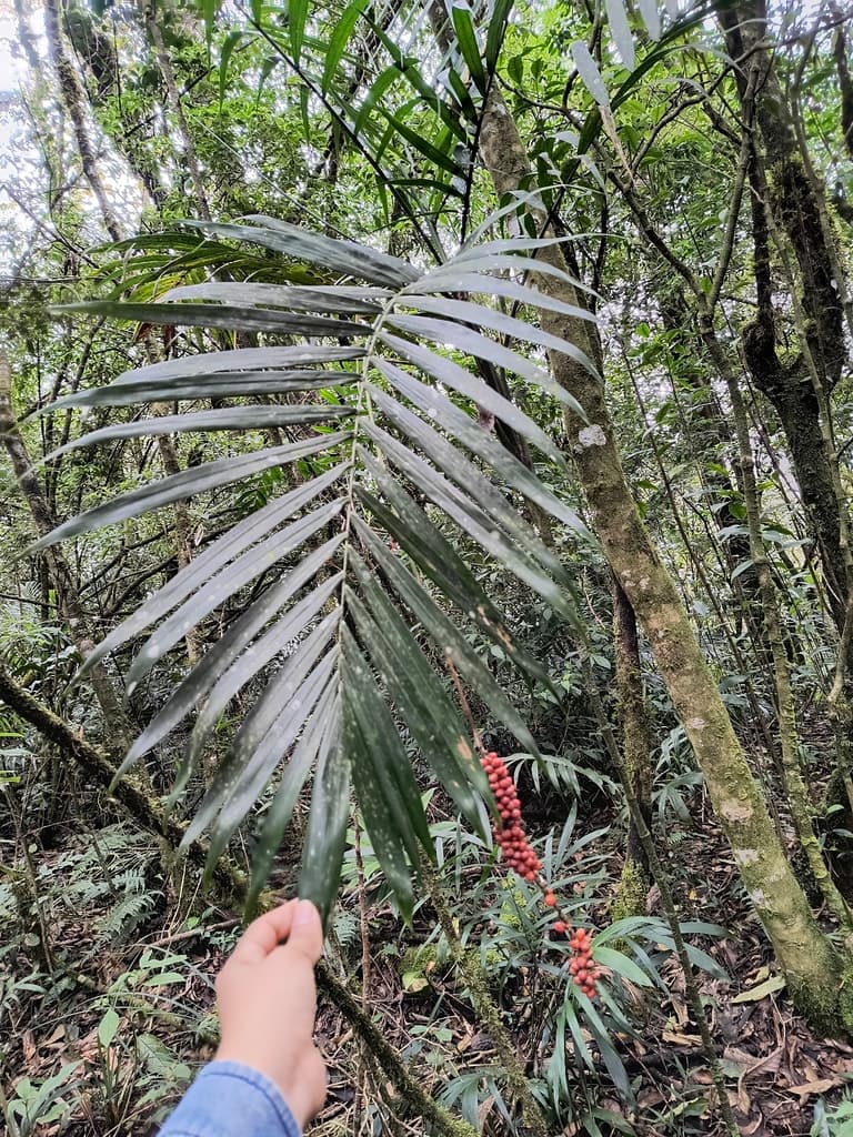 Botanical specimen of Chamaedorea Oreophila.