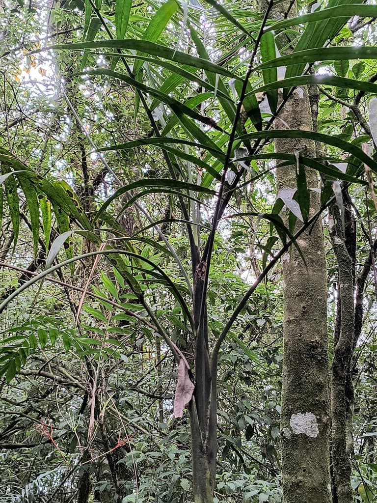 Botanical specimen of Chamaedorea Oreophila.