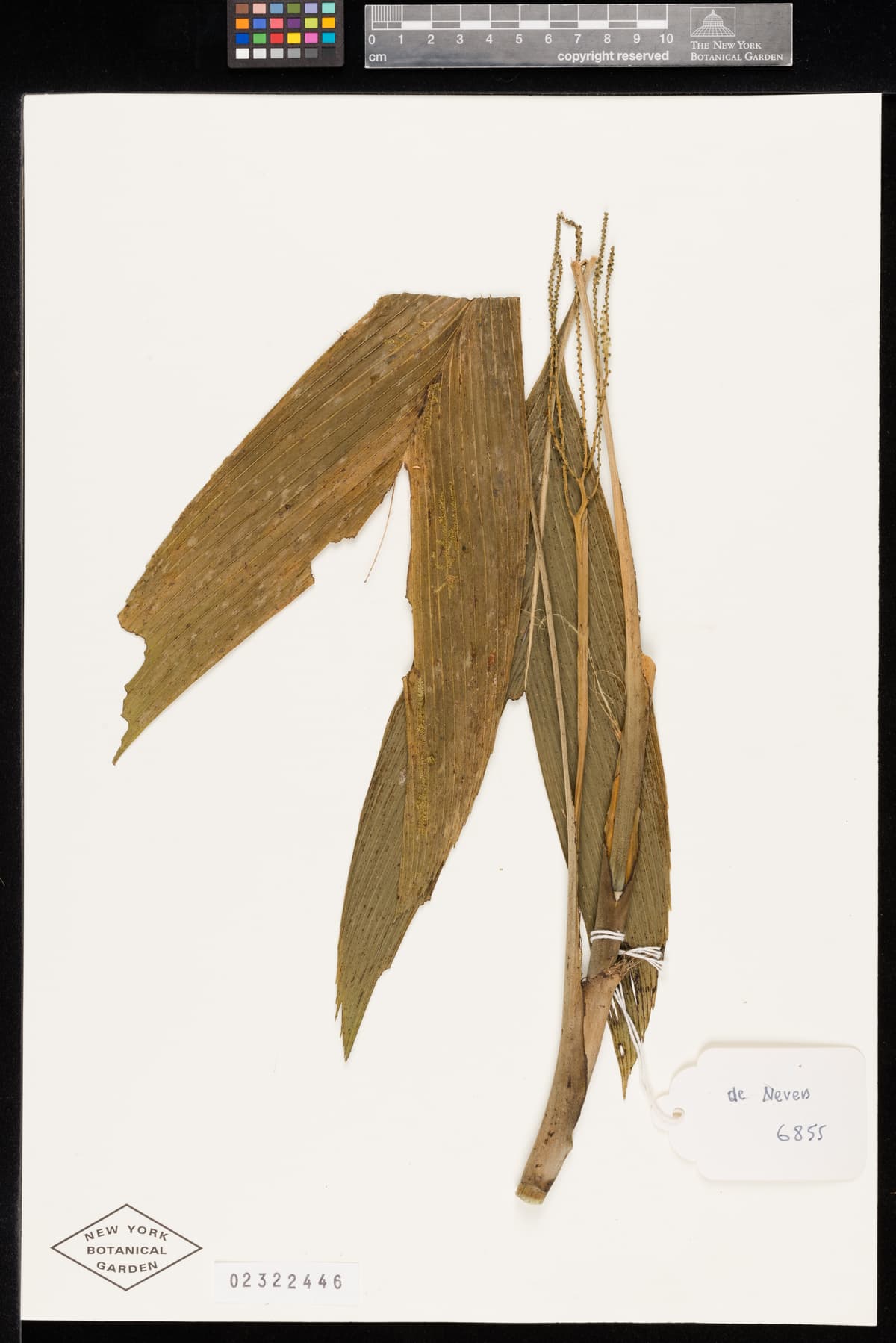 Botanical specimen of Chamaedorea Palmeriana.
