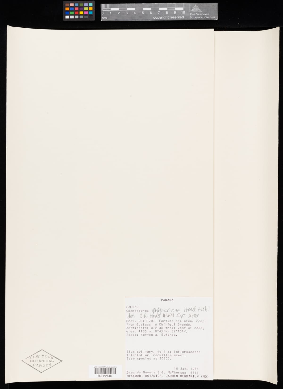Botanical specimen of Chamaedorea Palmeriana.