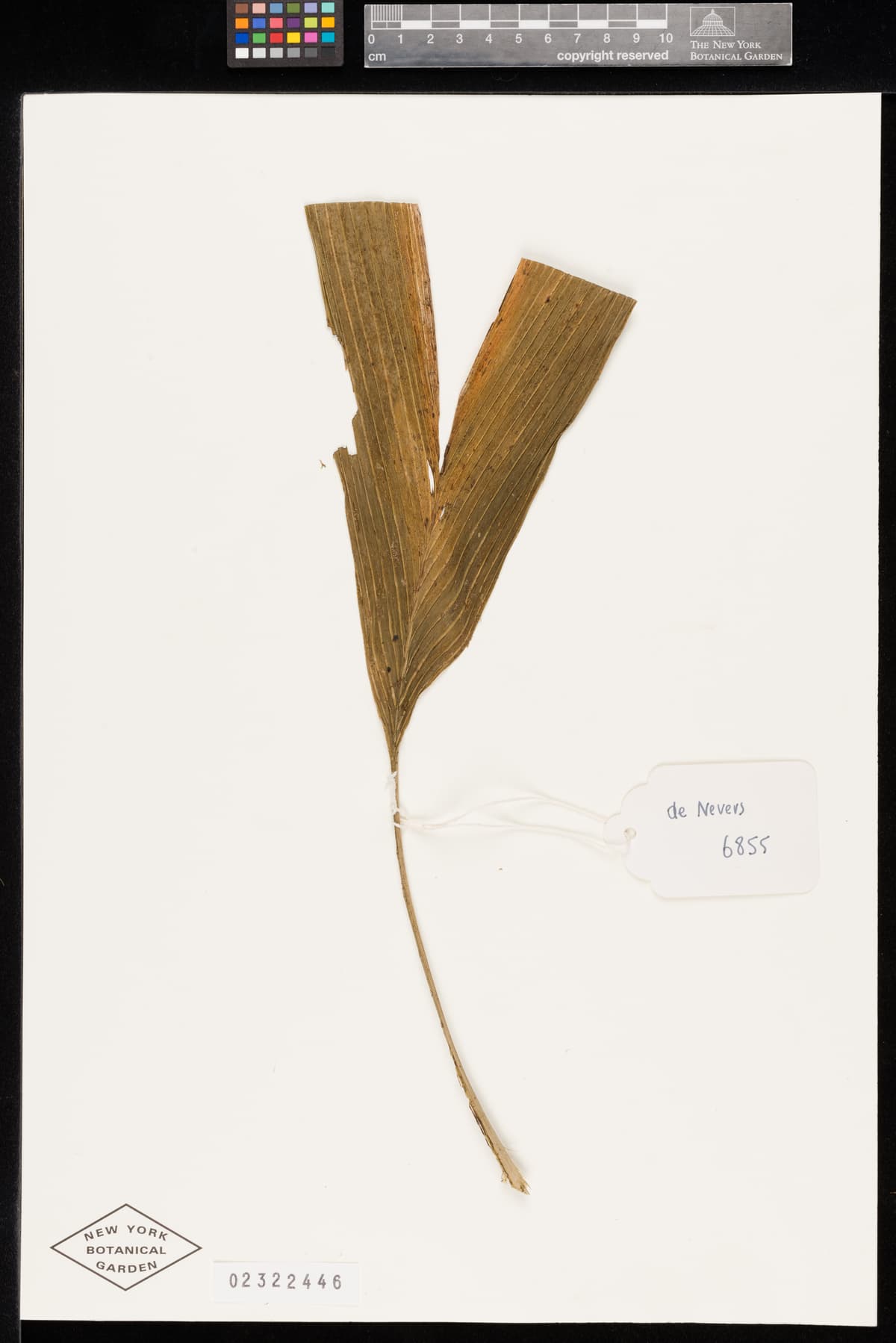 Botanical specimen of Chamaedorea Palmeriana.