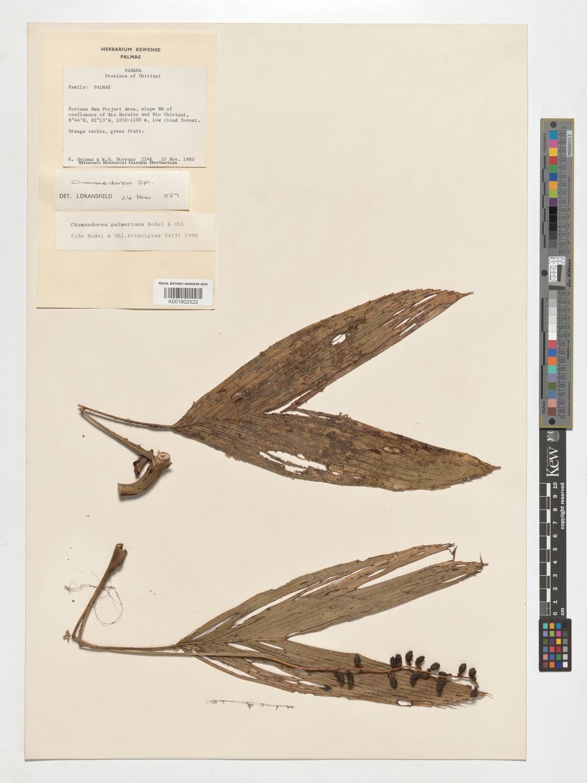 Botanical specimen of Chamaedorea Palmeriana.