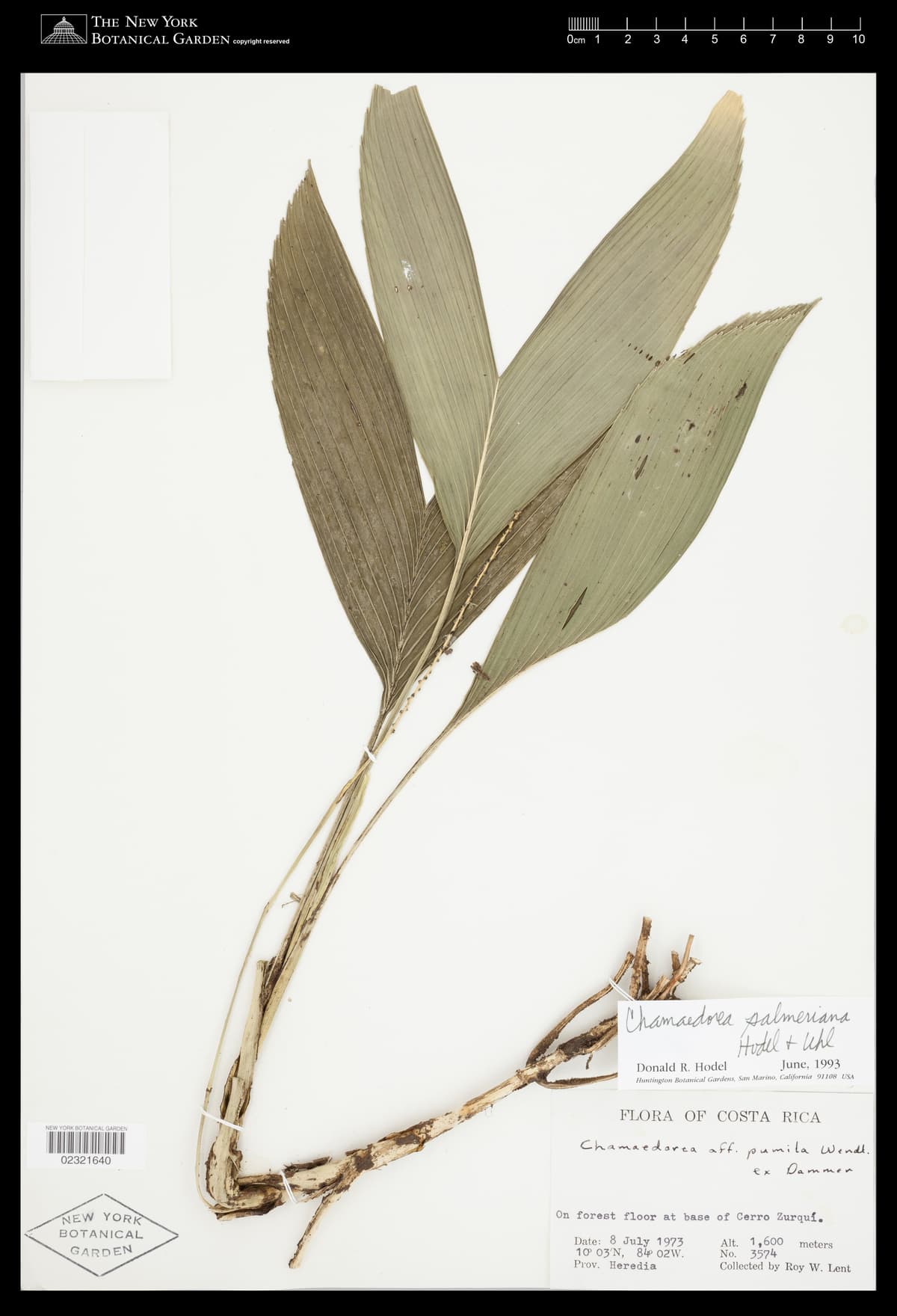 Botanical specimen of Chamaedorea Palmeriana.