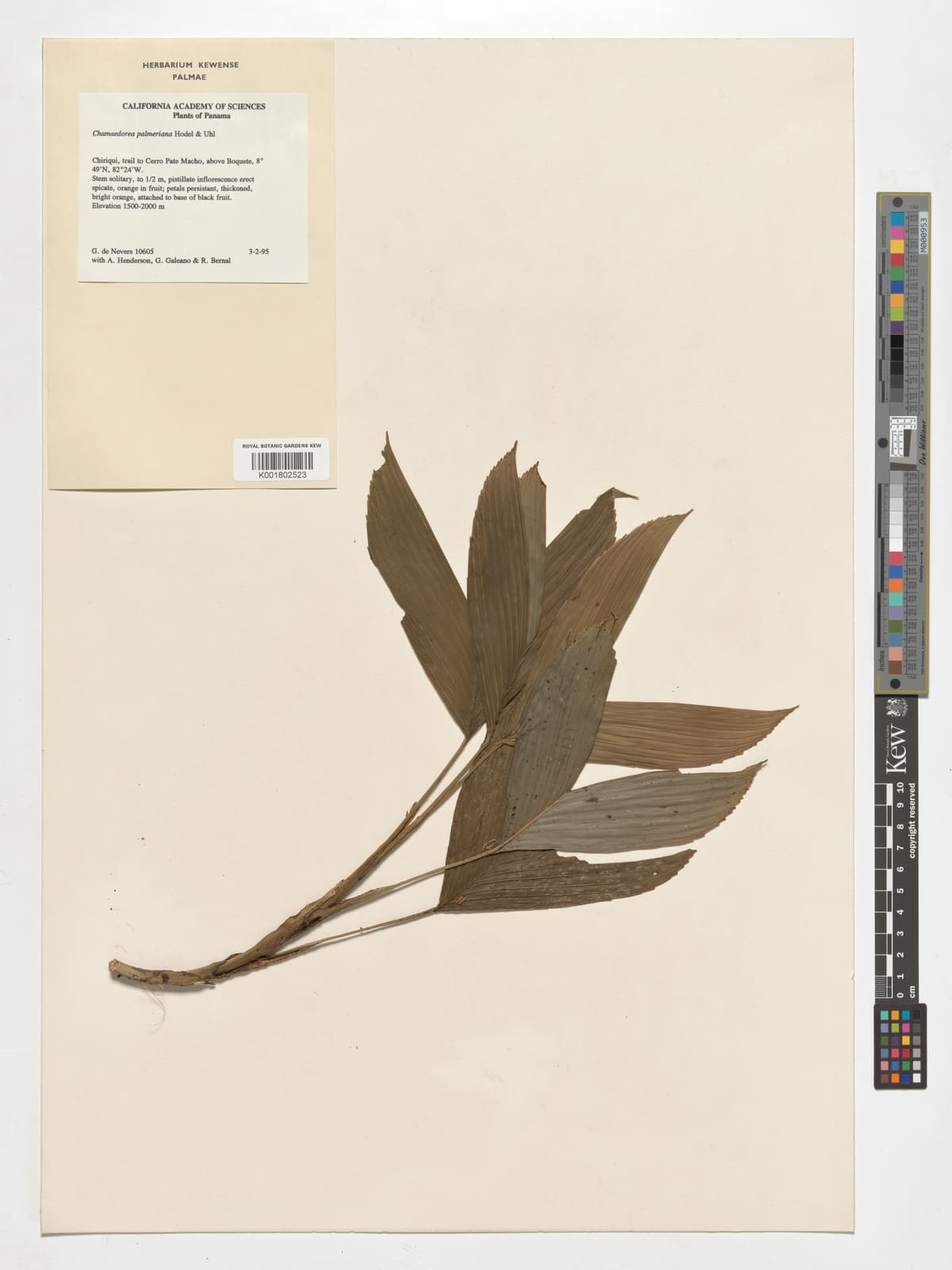 Botanical specimen of Chamaedorea Palmeriana.