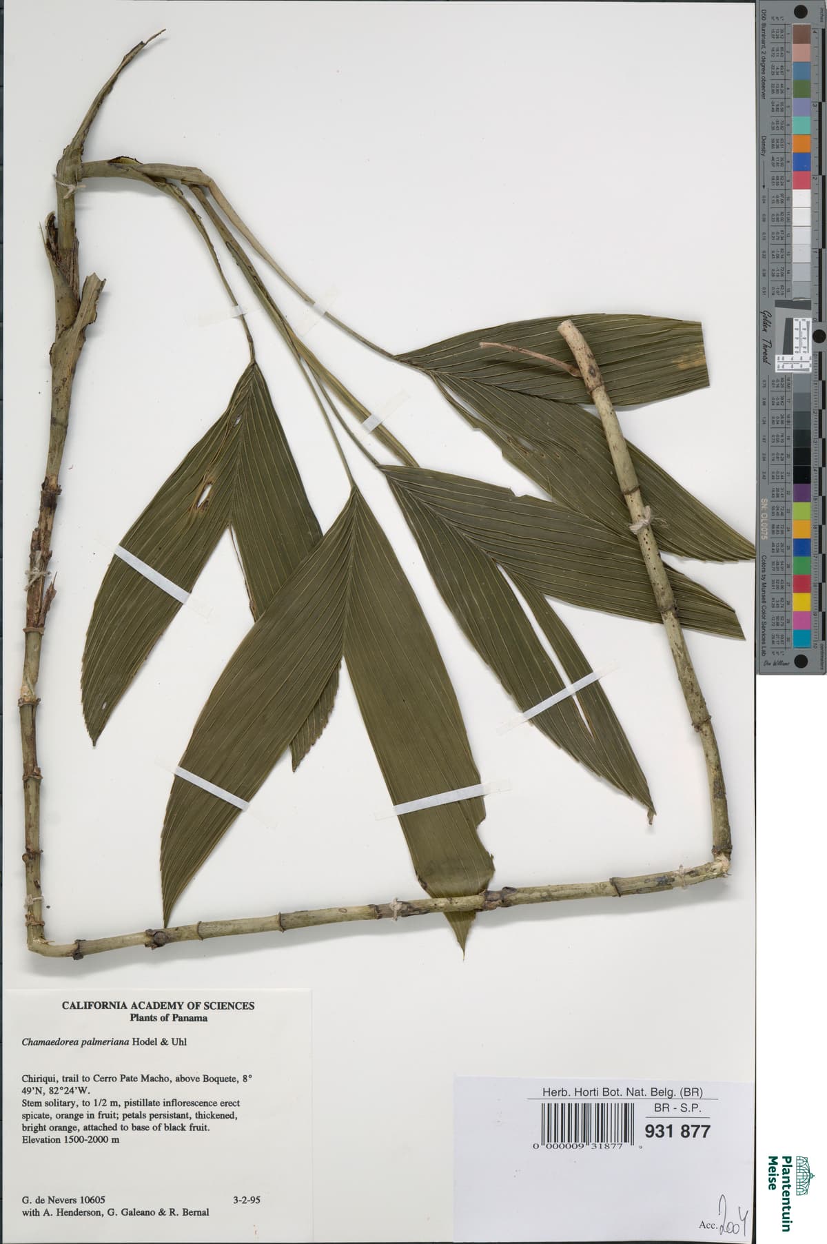 Botanical specimen of Chamaedorea Palmeriana.