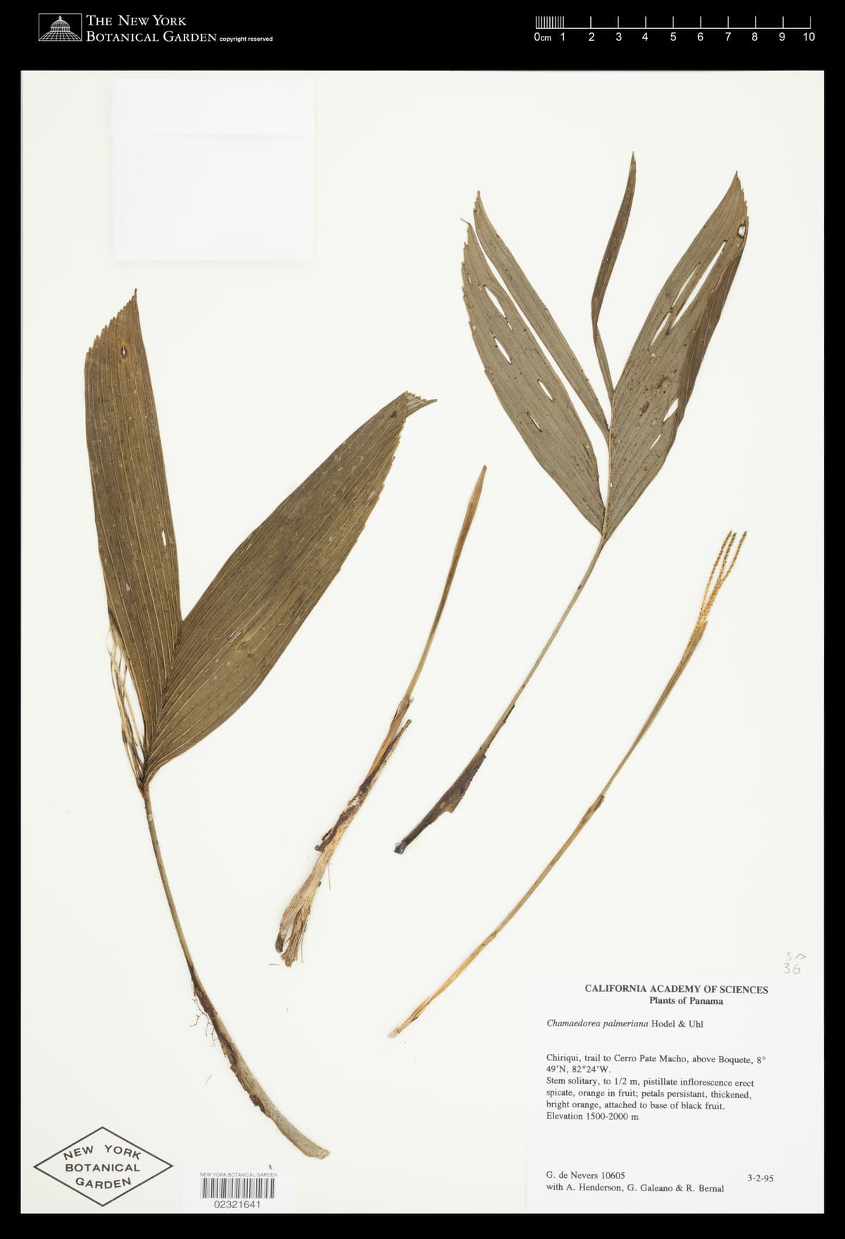 Botanical specimen of Chamaedorea Palmeriana.
