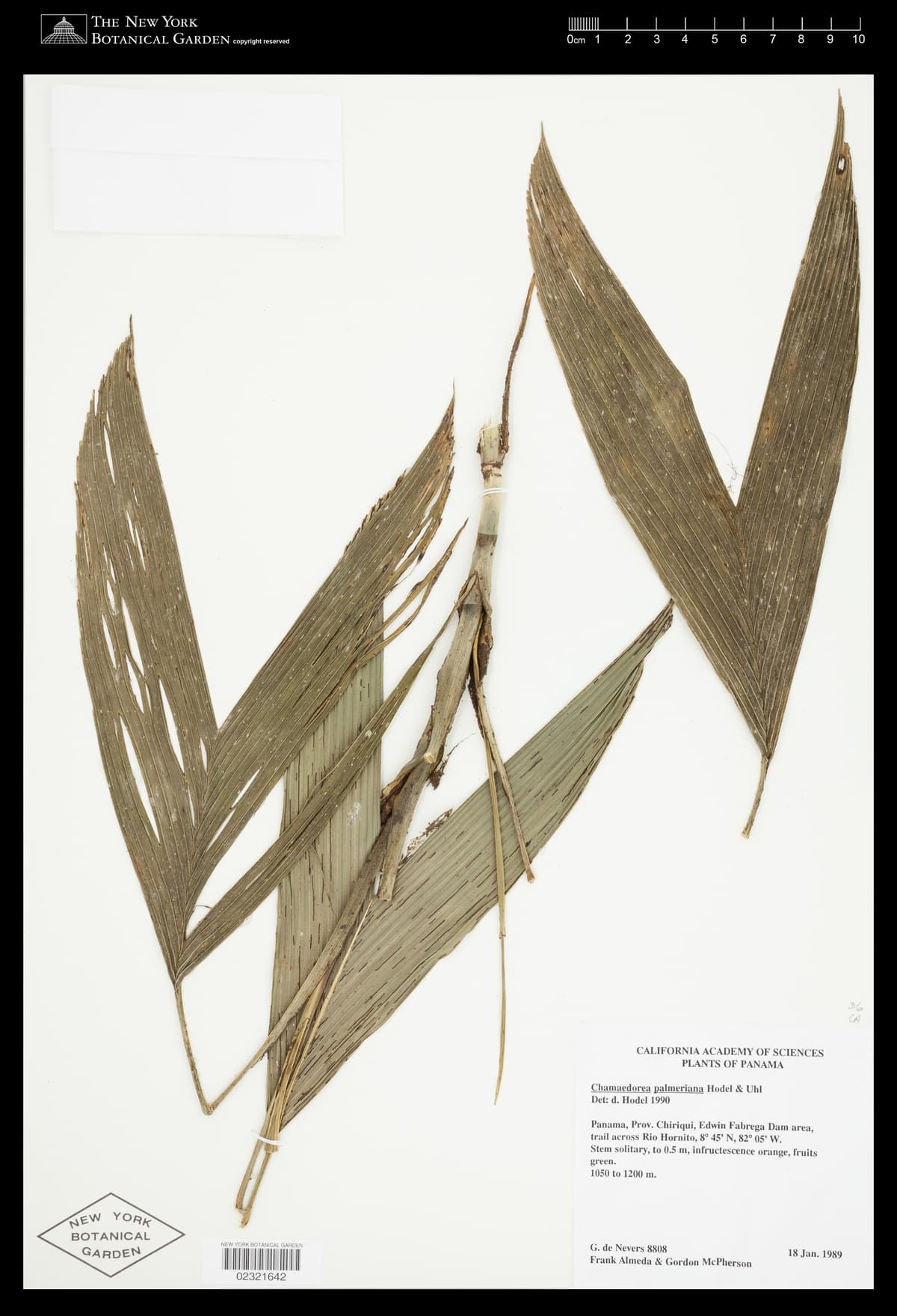 Botanical specimen of Chamaedorea Palmeriana.